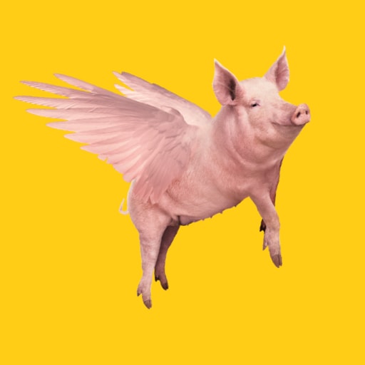 Flying pig illustation